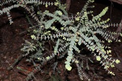 Pultenaea spinosa