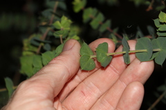 Pultenaea spinosa