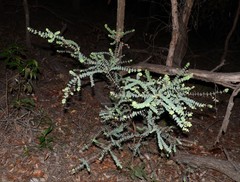 Pultenaea spinosa