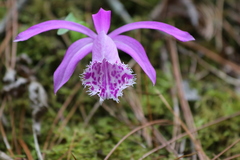 Pleione limprichtii