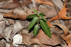 Leichhardtia coronata