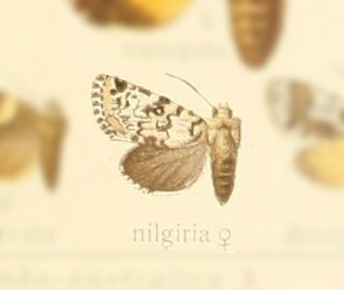 Cryphia nilgiria