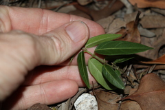 Leichhardtia coronata