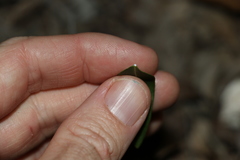 Leichhardtia coronata