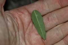 Leichhardtia coronata