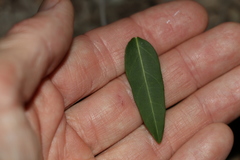 Leichhardtia coronata
