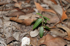 Leichhardtia coronata