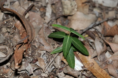 Leichhardtia coronata