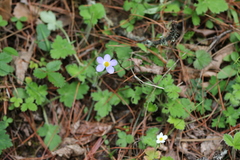 Anemonastrum patulum