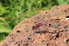 Trithemis annulata