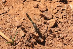 Libellulidae