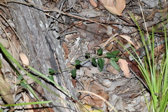 Leichhardtia coronata
