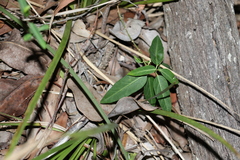 Leichhardtia coronata