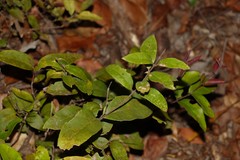 Notelaea ovata