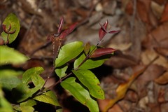 Notelaea ovata