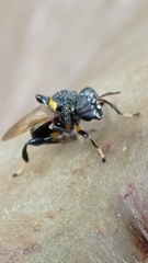Lepidomyia