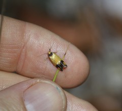 Plectobela ocellaris