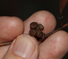 Eucalyptus acmenoides