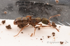Euponera pilosior