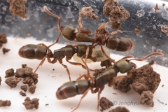 Euponera pilosior