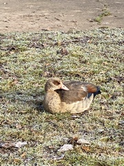 Alopochen aegyptiaca