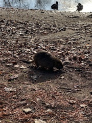 Myocastor coypus