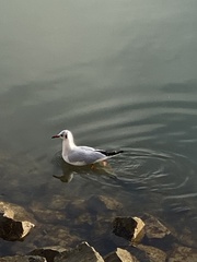 Chroicocephalus ridibundus