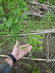 Papaver californicum