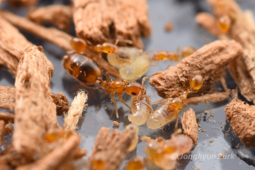 Monomorium trivialeMonomorium triviale