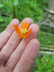 Papaver californicum