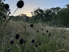 Eryngium sanguisorba