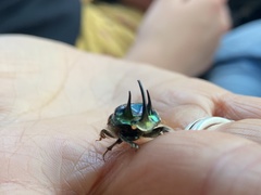 Proagoderus lanista