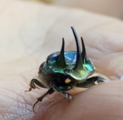 Proagoderus lanista