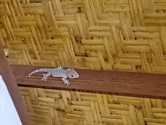 Gekko gecko