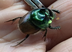 Proagoderus lanista