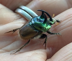Proagoderus lanista