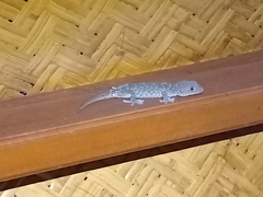 Gekko gecko