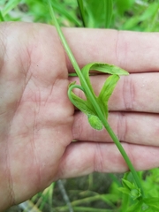 Papaver californicum