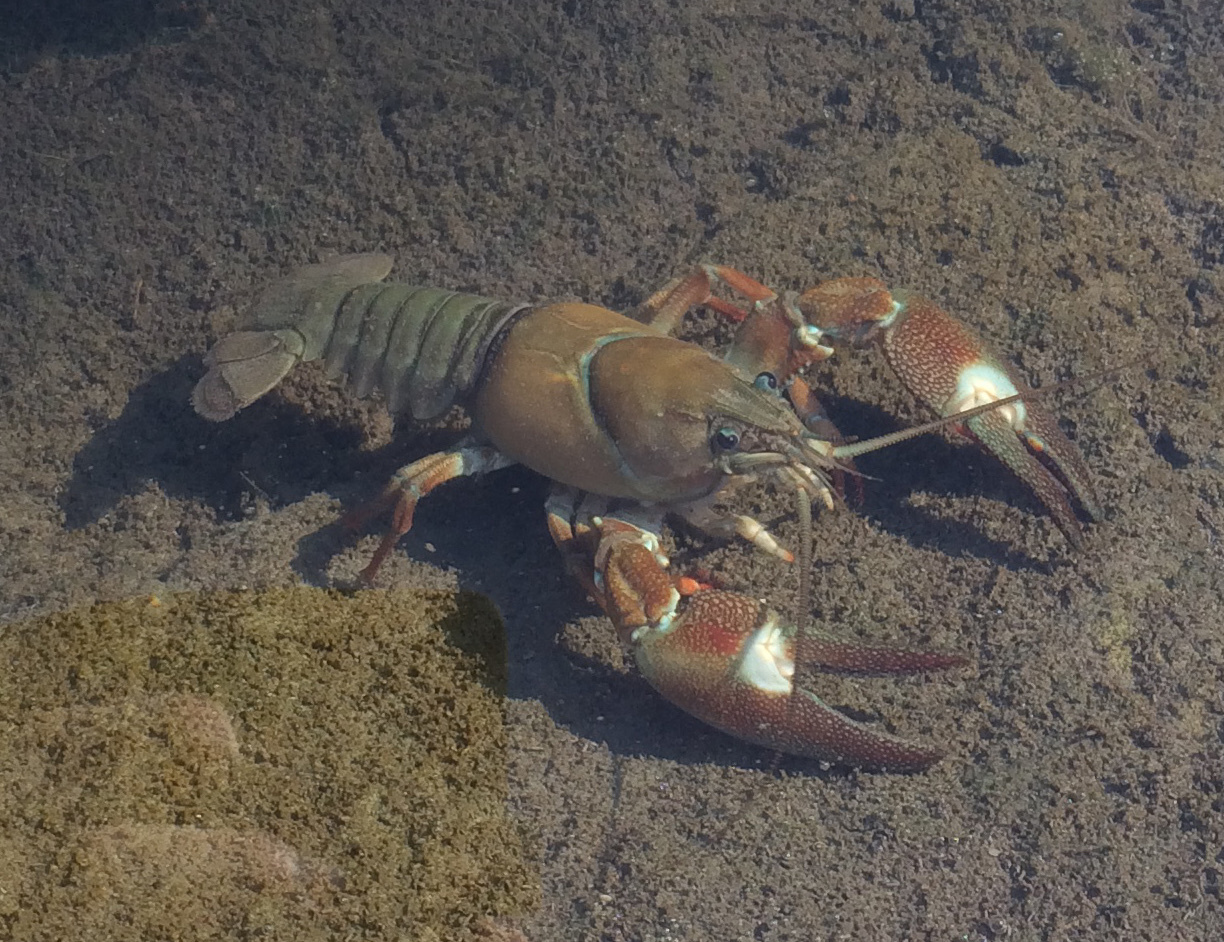 Signal Crayfish (Pacifastacus leniusculus) - Species Profile