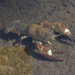 Signal Crayfish - Photo (c) heupferd, some rights reserved (CC BY-NC)