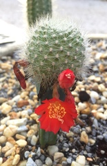 Rebutia