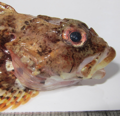 Myoxocephalus aenaeus