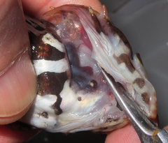 Myoxocephalus aenaeus