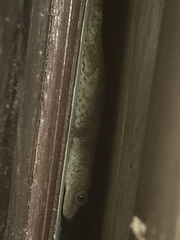Gekko gecko