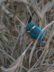 Alcedo atthis