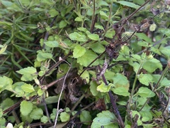 Chaenostoma cordatum