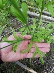 Papaver californicum