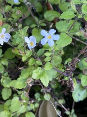 Chaenostoma cordatum