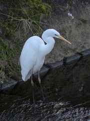 Ardea alba