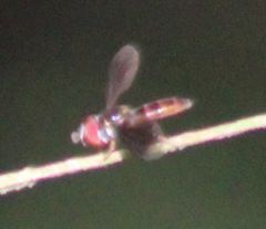 Ocyptamus antiphates